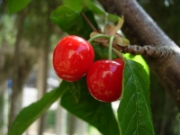 cherries