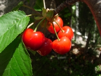 cherries