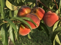 apricots