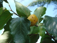 fruits