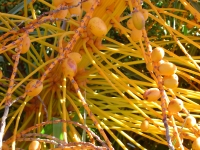 fruits